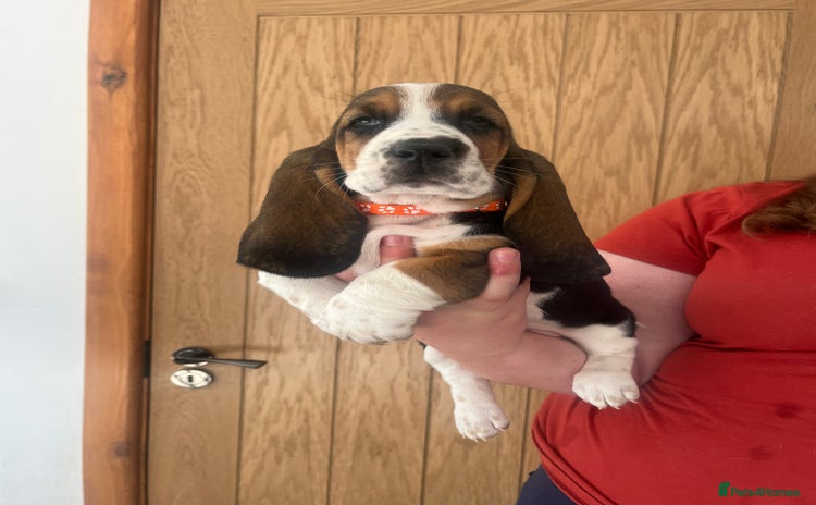 Basset Hound dogs - Advert 2