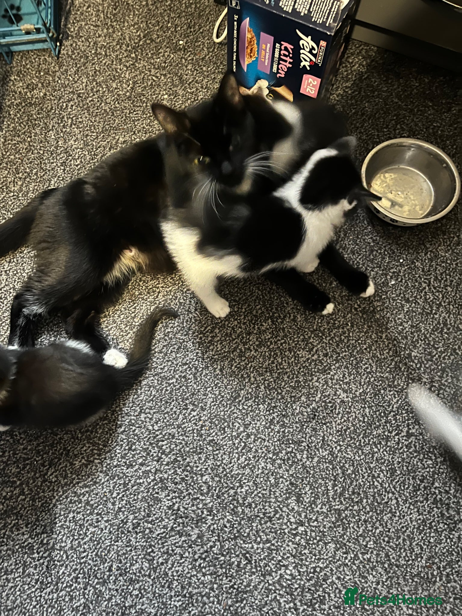 Mixed Breed cats Tilly’s babies - Advert 1