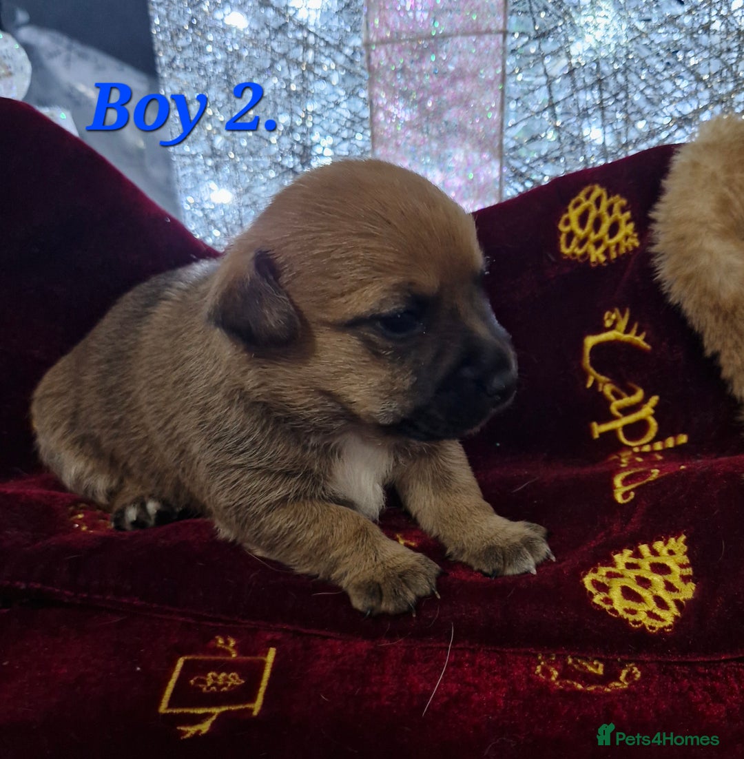 Mixed Breed dogs for sale: Border Jack Puppies. - Advert 7