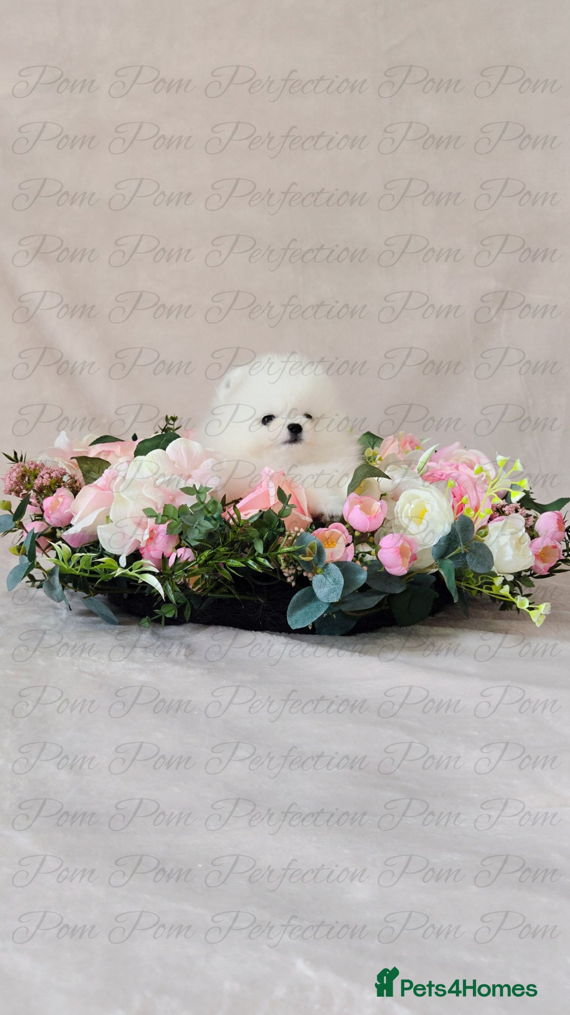 Pomeranian dogs for sale: Teddy Bear Pomeranian Puppies - Advert 12