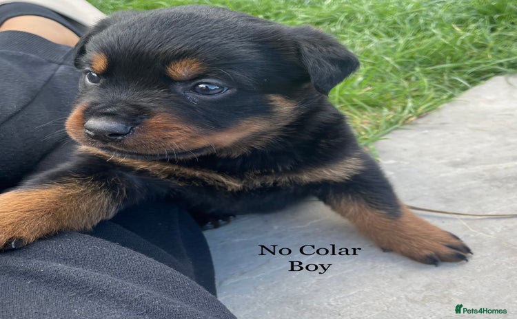 Rottweiler dogs - Advert 2