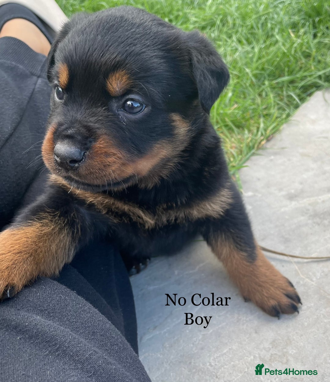 Rottweiler dogs for sale: 4 Beautiful KC Registered Rottweiler Puppies - Image 1
