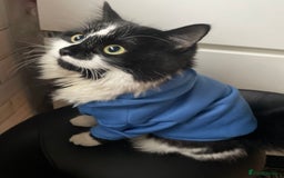 Mixed Breed cats for sale: Two cats for sale. - Image 16