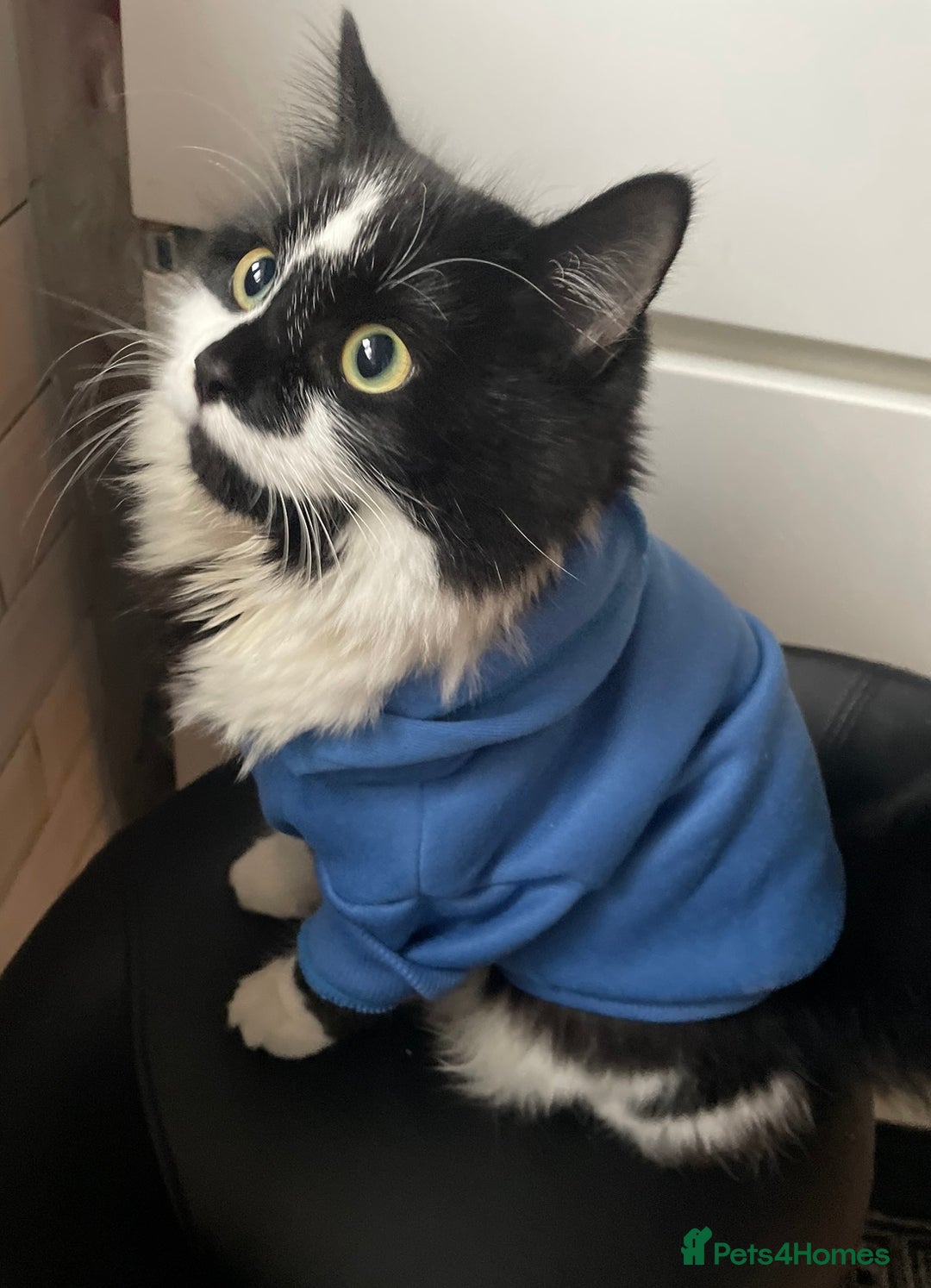 Mixed Breed cats for sale: Two cats for sale. - Image 16