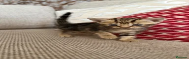 Mixed Breed 1