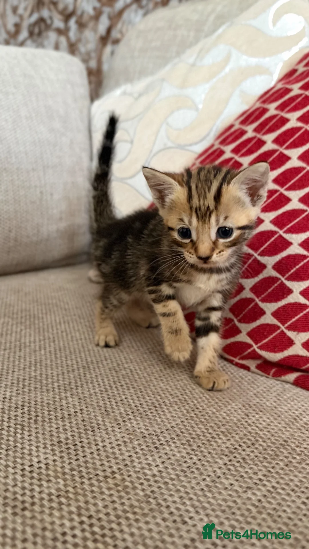 Mixed Breed cats for sale: Kittens for sale  - Advert 2