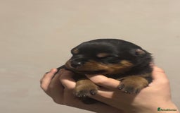 Rottweiler dogs for sale: Rottweiler puppies - Image 20