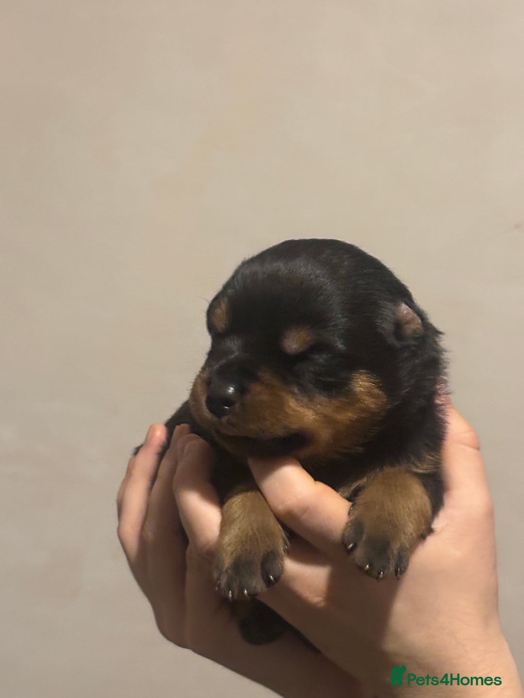 Rottweiler dogs for sale: Rottweiler puppies - Image 20