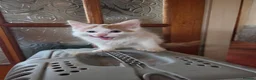 Mixed Breed cats for sale: Ron little ginger white male  in Telford - Advert 2