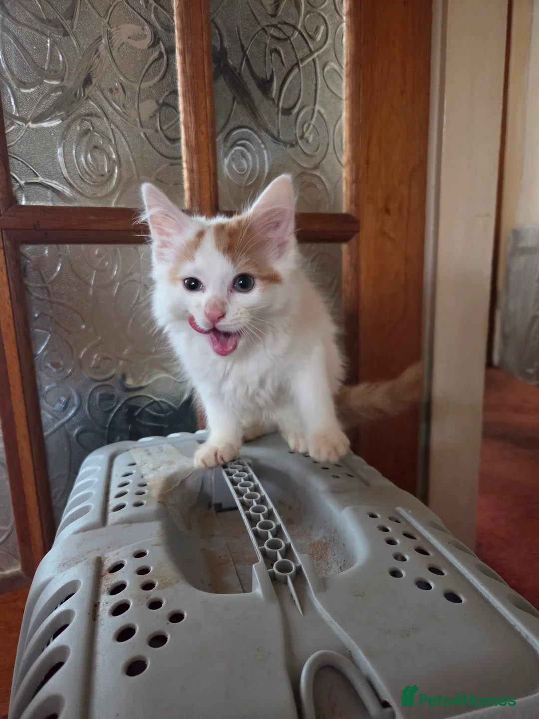 Mixed Breed cats for sale: Ron little ginger white male  in Telford - Advert 2