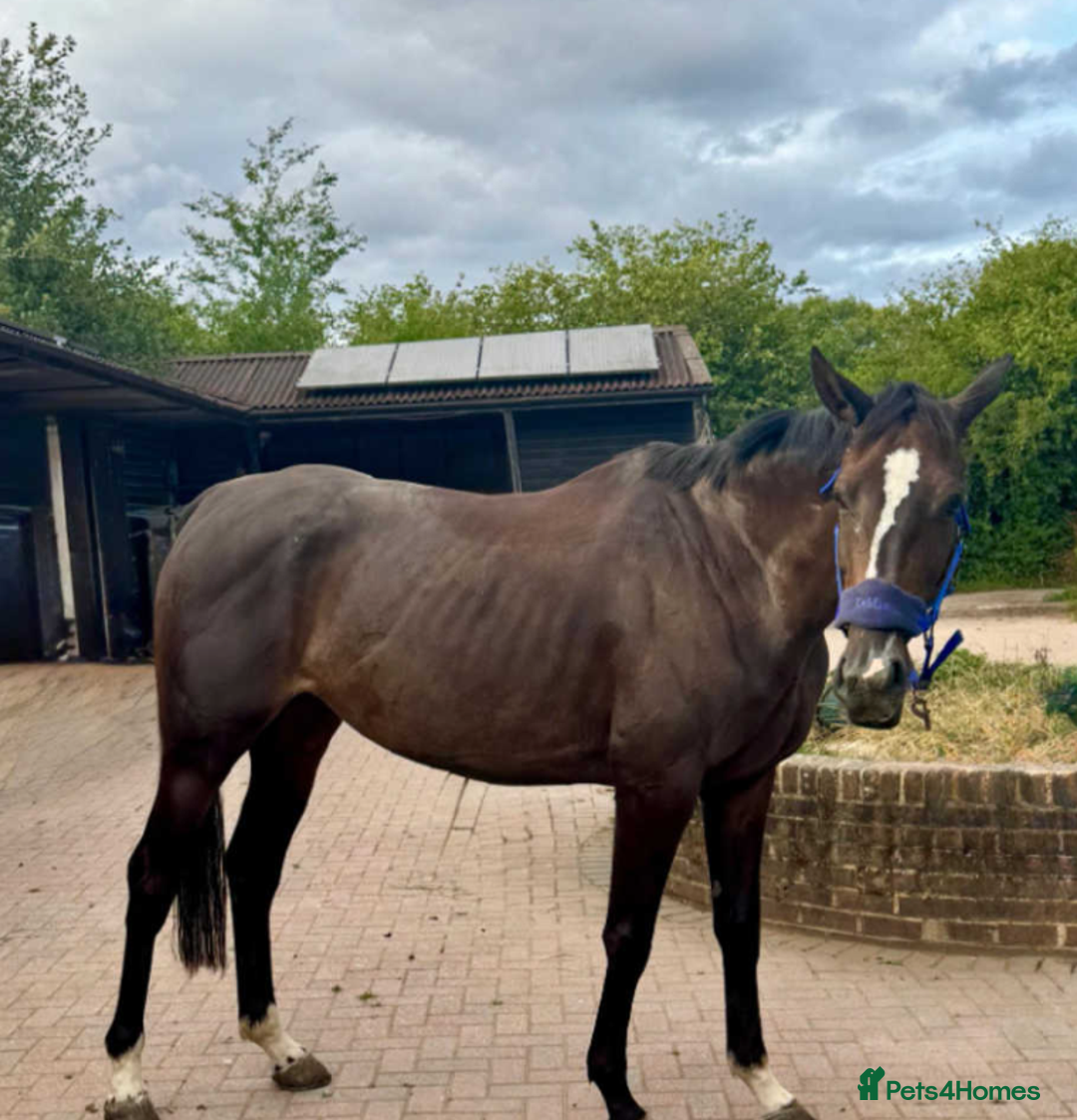 Irish Thoroughbred horses for sale: Crunchie-TB mare for sale with Galileo bloodlines - Image 3