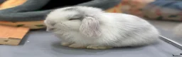 Mini Lop rabbits for sale: 3 pure bred mini lops - Advert 14