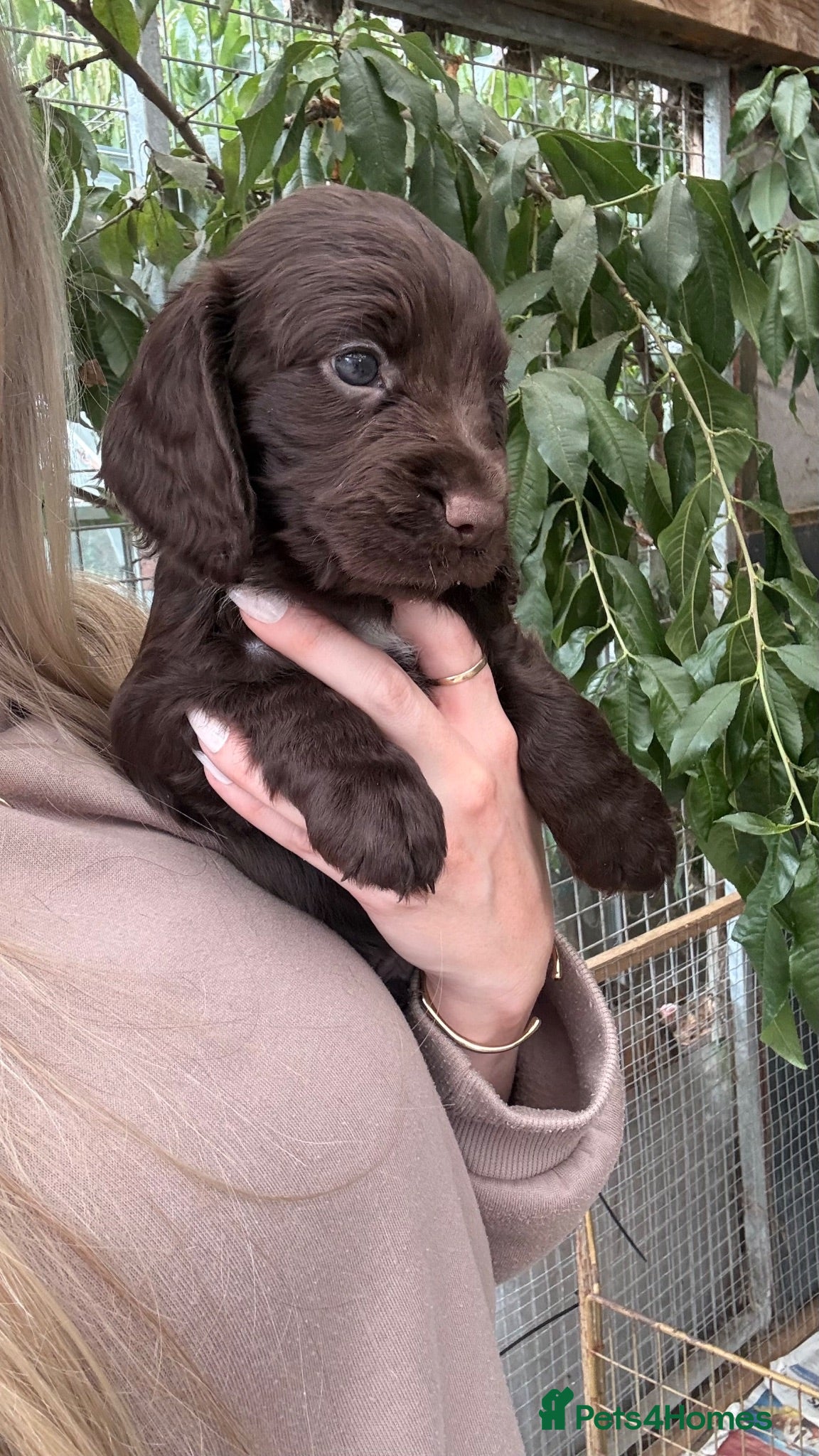 Cocker Spaniel dogs KC Working cocker spaniel puppies  - Advert 1