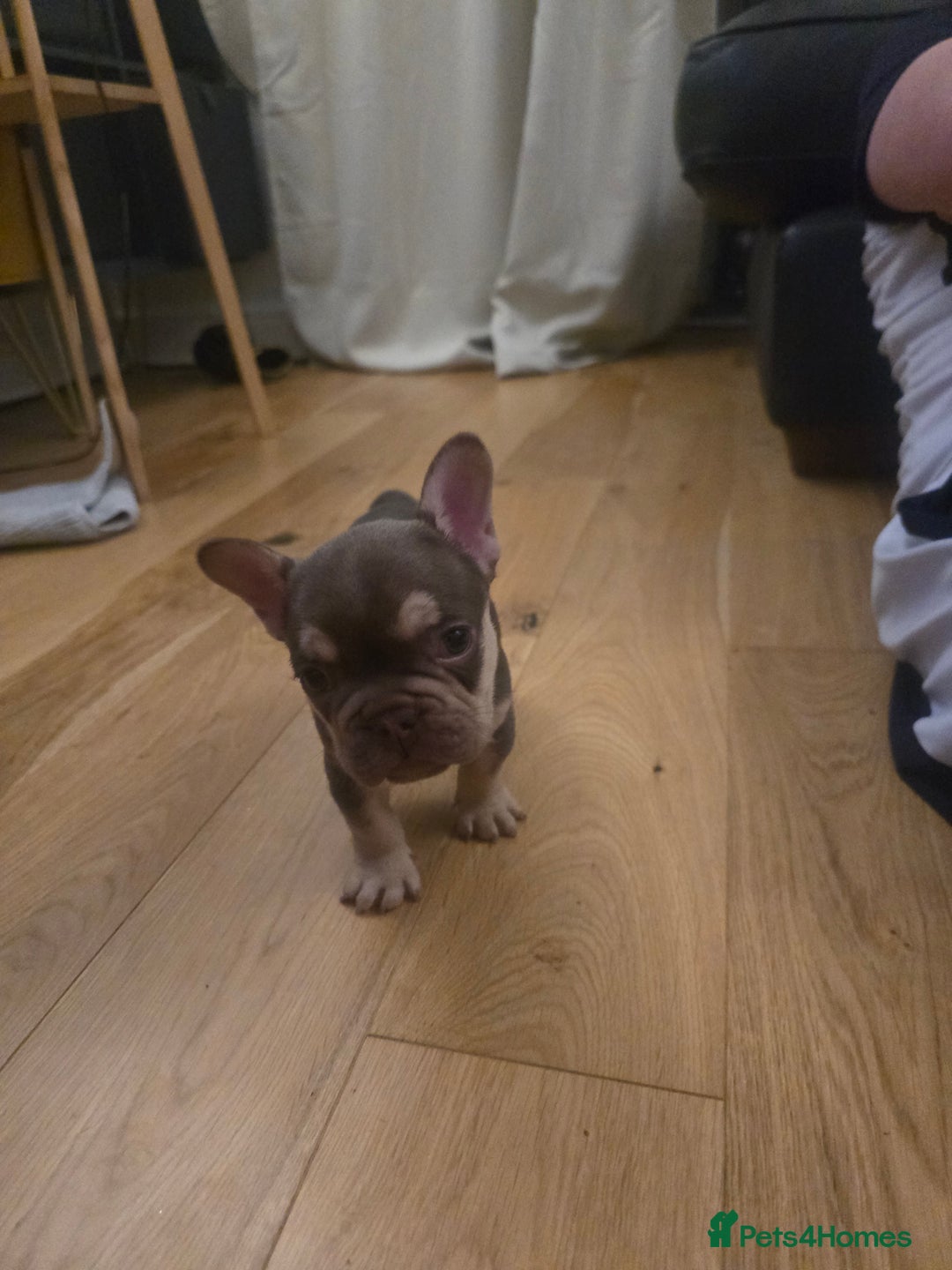 French Bulldog dogs for sale: 2 beautiful French bulldogs for sale - Advert 7