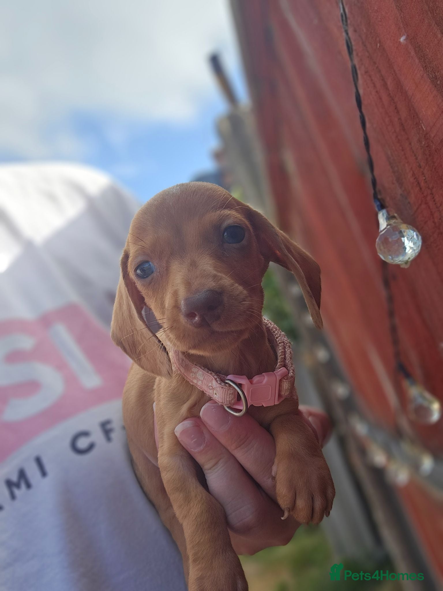 Dachshund dogs 12 Miniture Dachshunds READY TO RESERVE - Advert 1