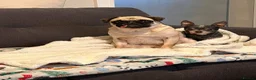 Pug dogs for sale: Ivy and Bailey to go together  in Sheerness - Advert 5