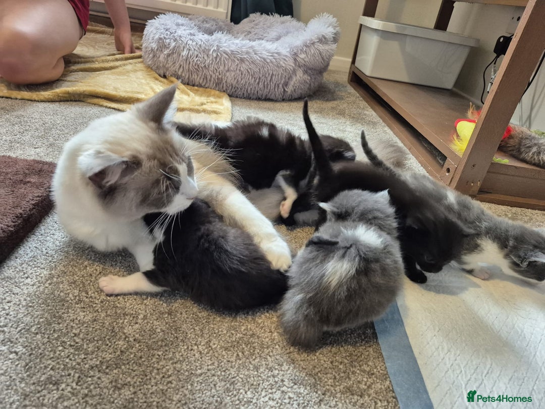 Ragdoll cats for sale: Ragdoll X Kittens  - Image 20