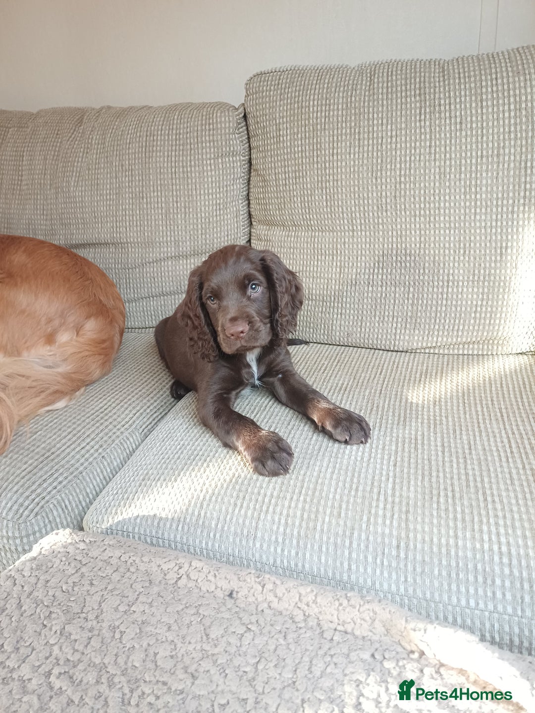 Cocker Spaniel dogs for sale: *Ready now*Stunning working cocker spaniel puppies - Image 20