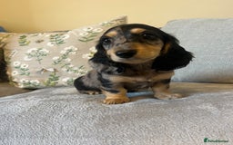 Miniature Dachshund dogs for sale: READY NOW Miniature long hair dachshund  - Image 20