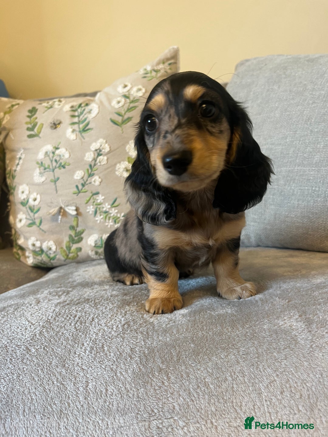 Miniature Dachshund dogs for sale: READY NOW Miniature long hair dachshund  - Image 20