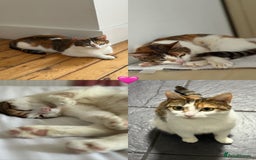 American Wirehair cats for sale: Female American wirehair Calico  - Image 10