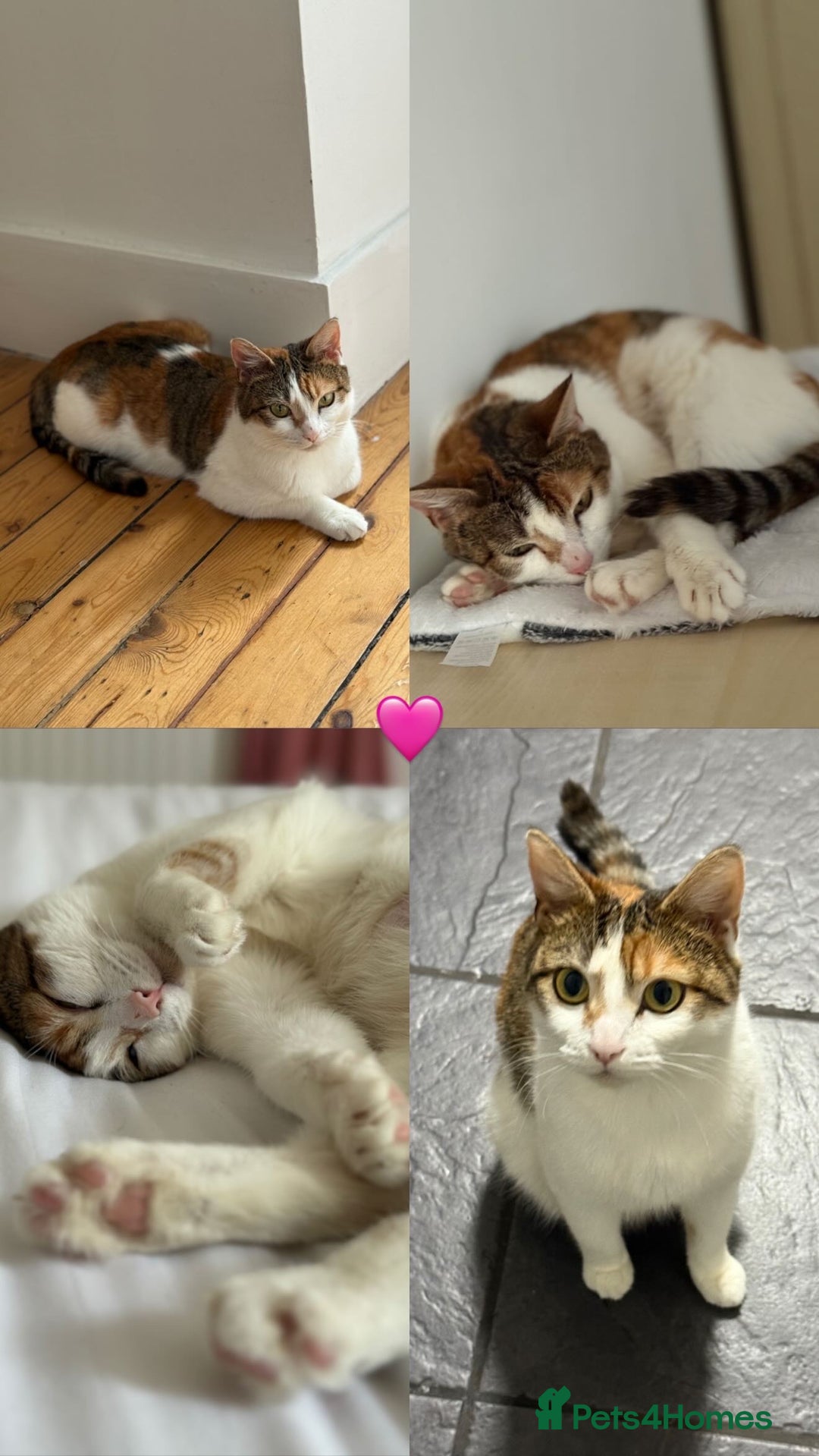 American Wirehair cats for sale: Female American wirehair Calico  - Image 10