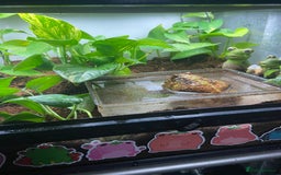 Frog reptiles for sale: Female Pac-Man frog - Image 12