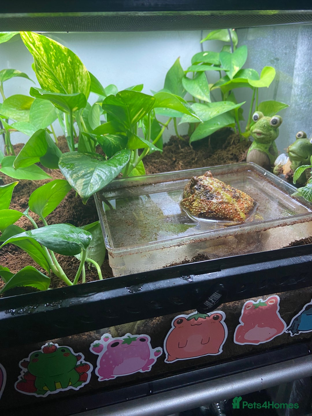 Frog reptiles for sale: Female Pac-Man frog - Image 12
