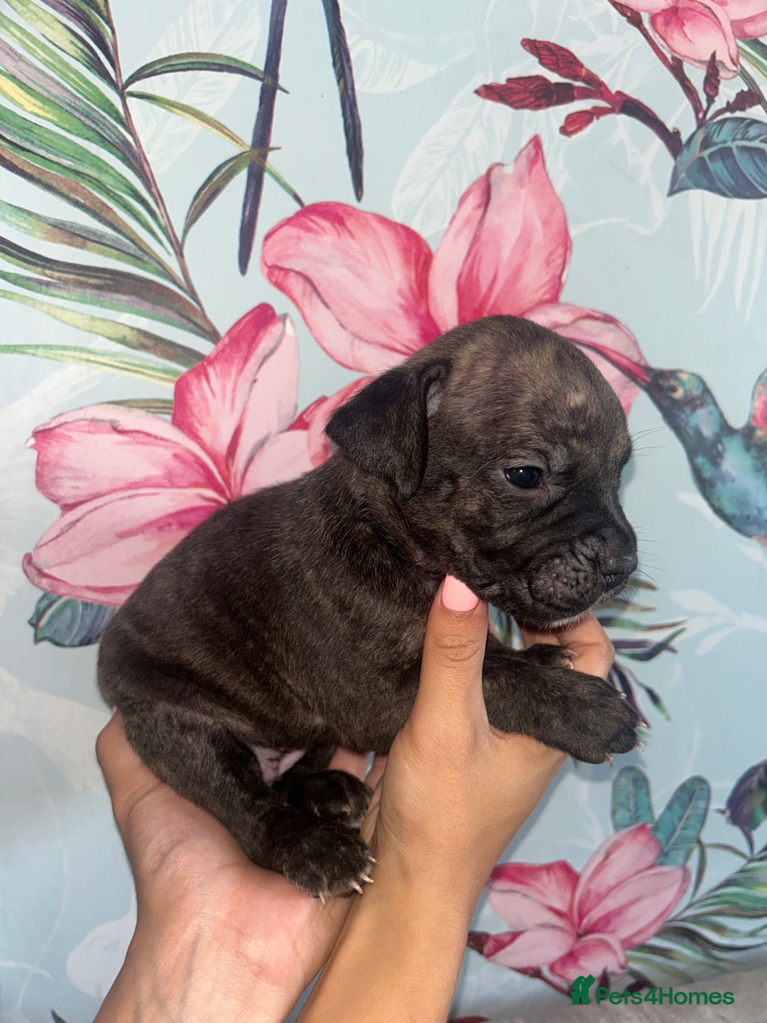 Mixed Breed dogs for sale: Mastiff x staff puppies  - Image 9