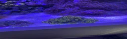 Goldfish fish for sale: reef marine fish tank  - Advert 34