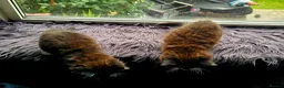 Mixed Breed cats for sale: Two fluffy kittens looking for forever loving home - Advert 6
