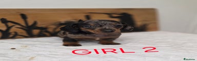 Miniature Dachshund Puppy 2