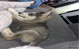 Siberian Husky dogs for sale: 9 month Husky Male - Image 2