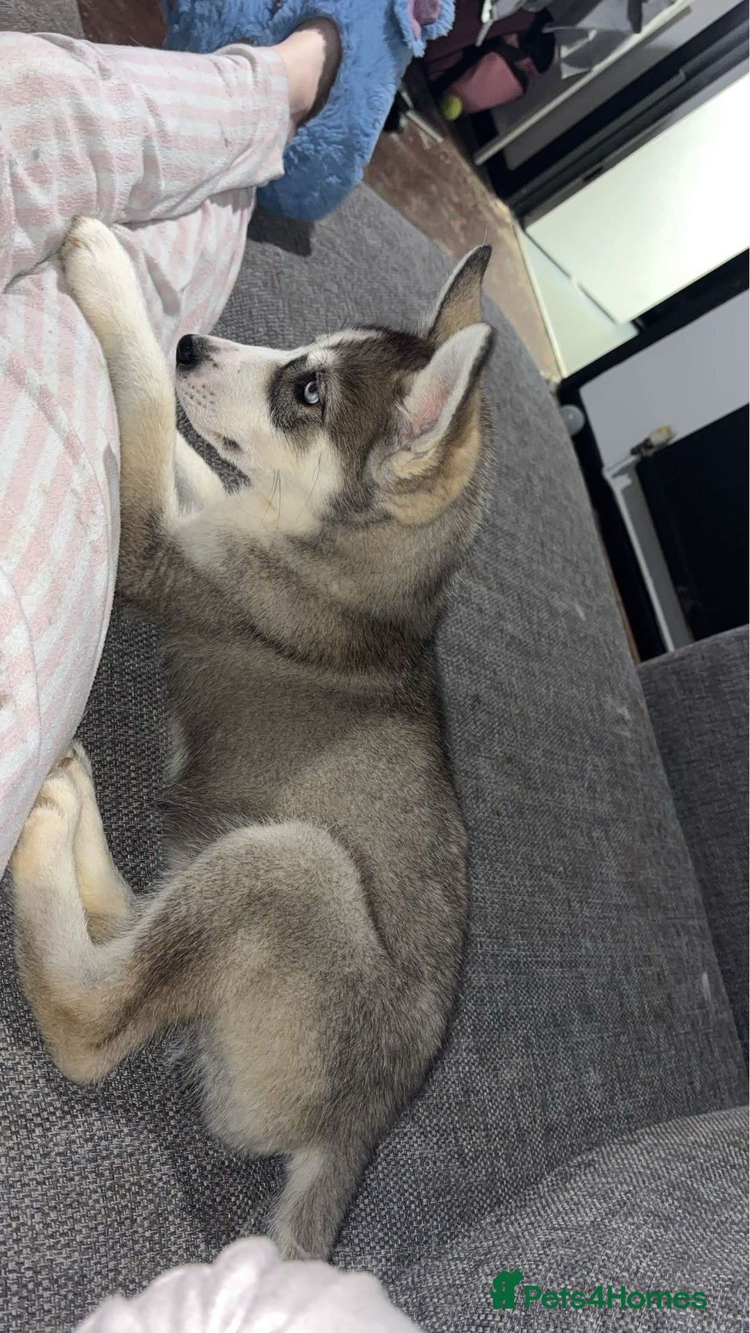 Siberian Husky dogs for sale: 9 month Husky Male - Image 2