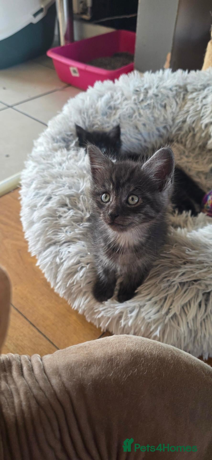 Mixed Breed cats Silver smoked maincoon cross male 1 Now available  - Advert 4