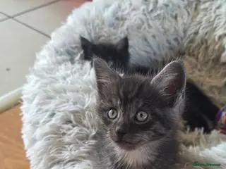 Mixed Breed cats Silver smoked maincoon cross male 1 Now available - Advert 4