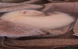 Ferret rodents for sale: Ferrets for sale 40 for 1 80 for both - Image 4