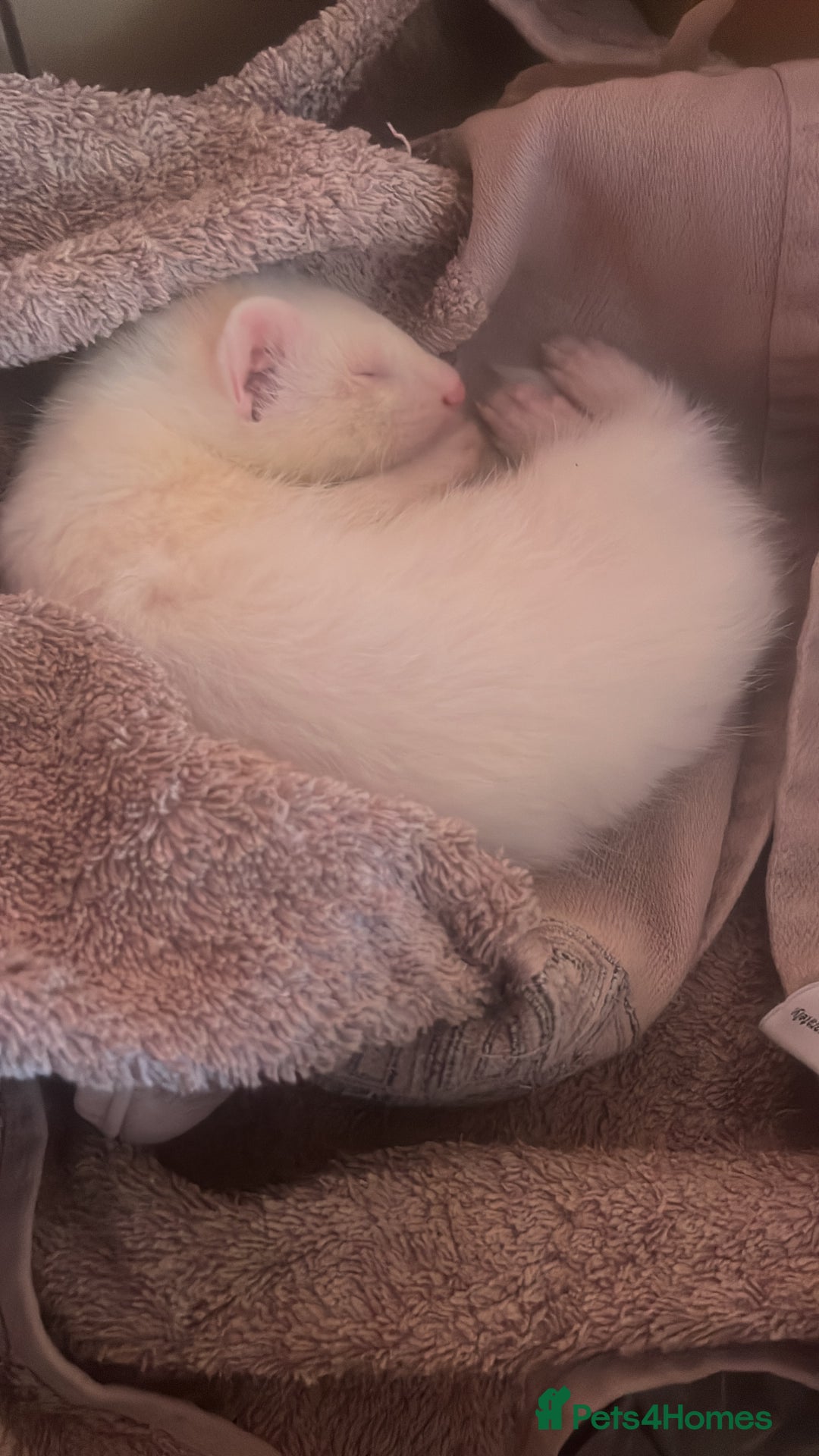 Ferret rodents for sale: Ferrets for sale 40 for 1 80 for both - Image 4
