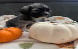Mixed Breed dogs for sale: Maltese cross La Chon puppies  - Image 24