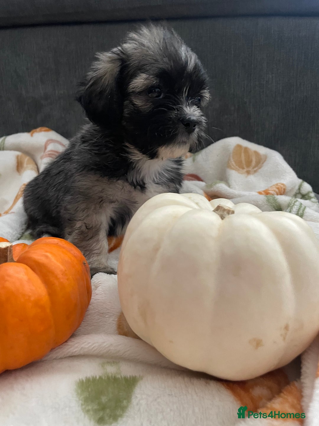 Mixed Breed dogs for sale: Maltese cross La Chon puppies  - Image 24