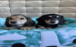 Dachshund dogs for sale: Miniature dachshund puppies  - Image 5