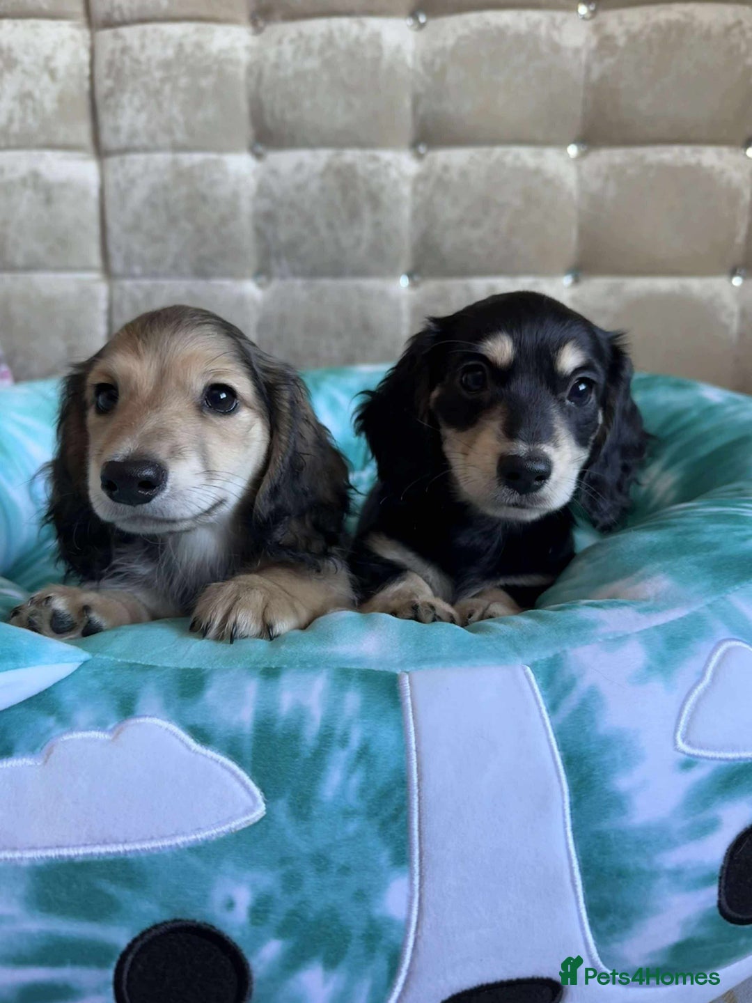 Dachshund dogs for sale: Miniature dachshund puppies  - Image 5