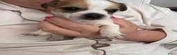 Mixed Breed dogs for sale: 9 stunning puppies for sale  - Advert 8
