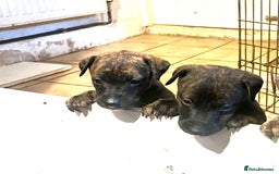 Mixed Breed dogs for sale: Beautiful Whippet X  - Image 1