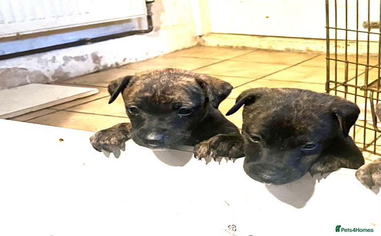 Mixed Breed dogs - Advert 7