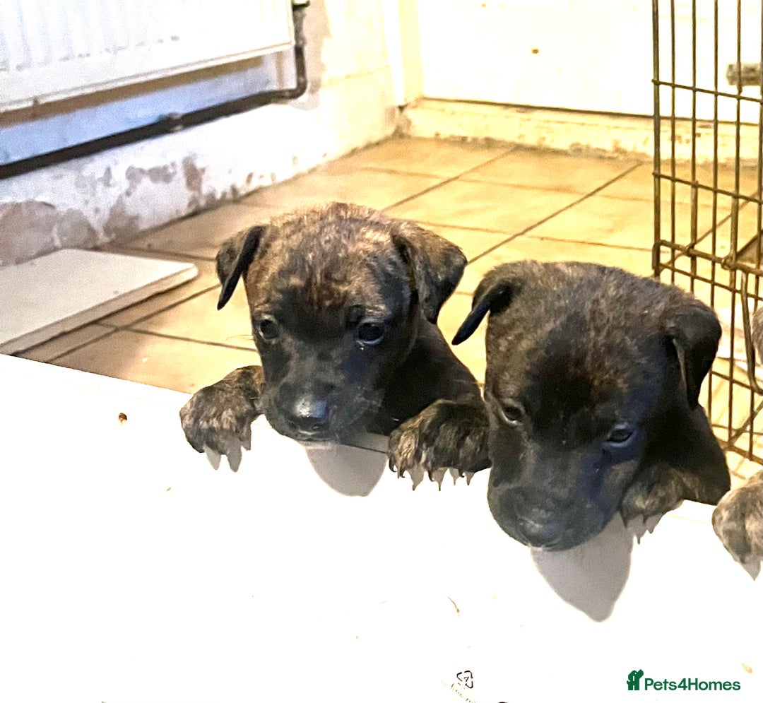 Mixed Breed dogs for sale: Beautiful Whippet X  - Image 1
