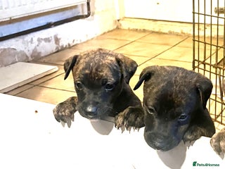 Mixed Breed dogs - Advert 11