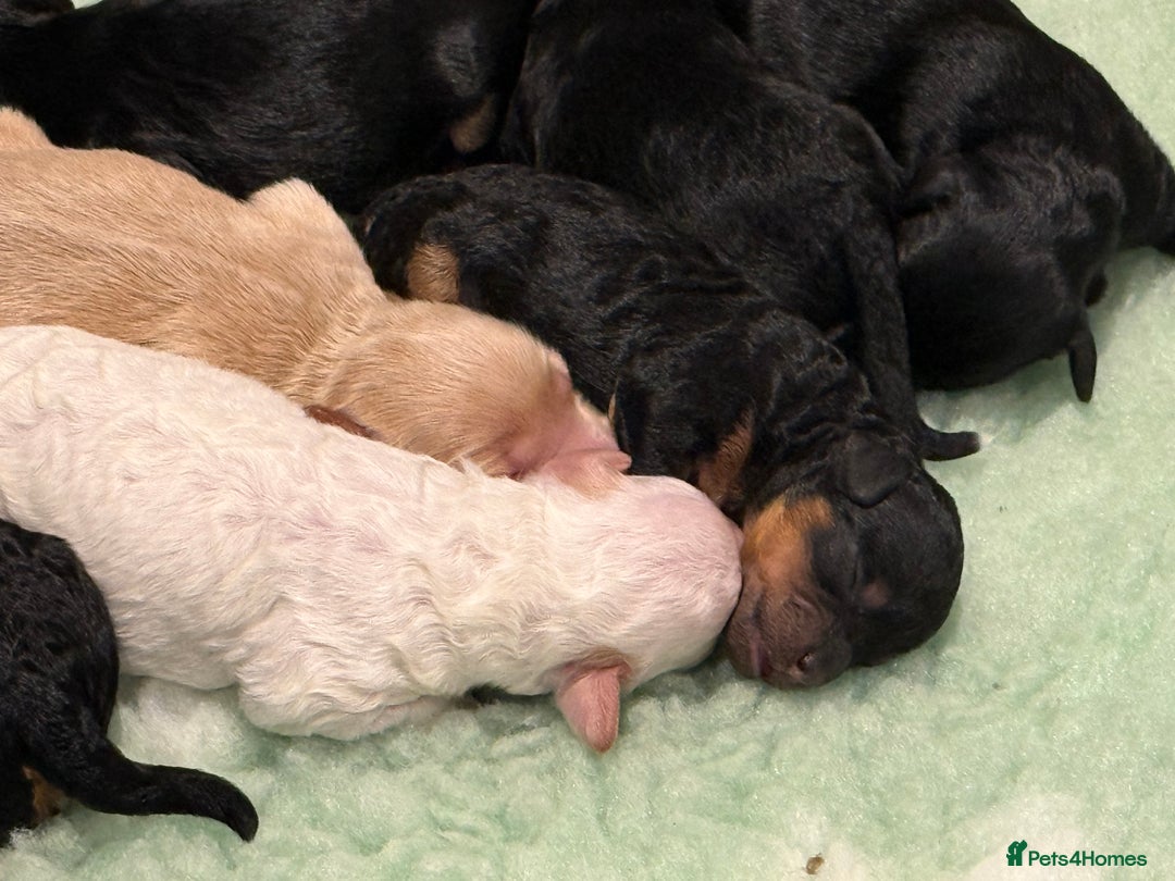 Cavapoo dogs for sale: Beautiful F1b Cavapoo Puppies - Advert 6