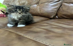 Russian Blue cats for sale: Russian blue and Turkish angora cross - Image 4