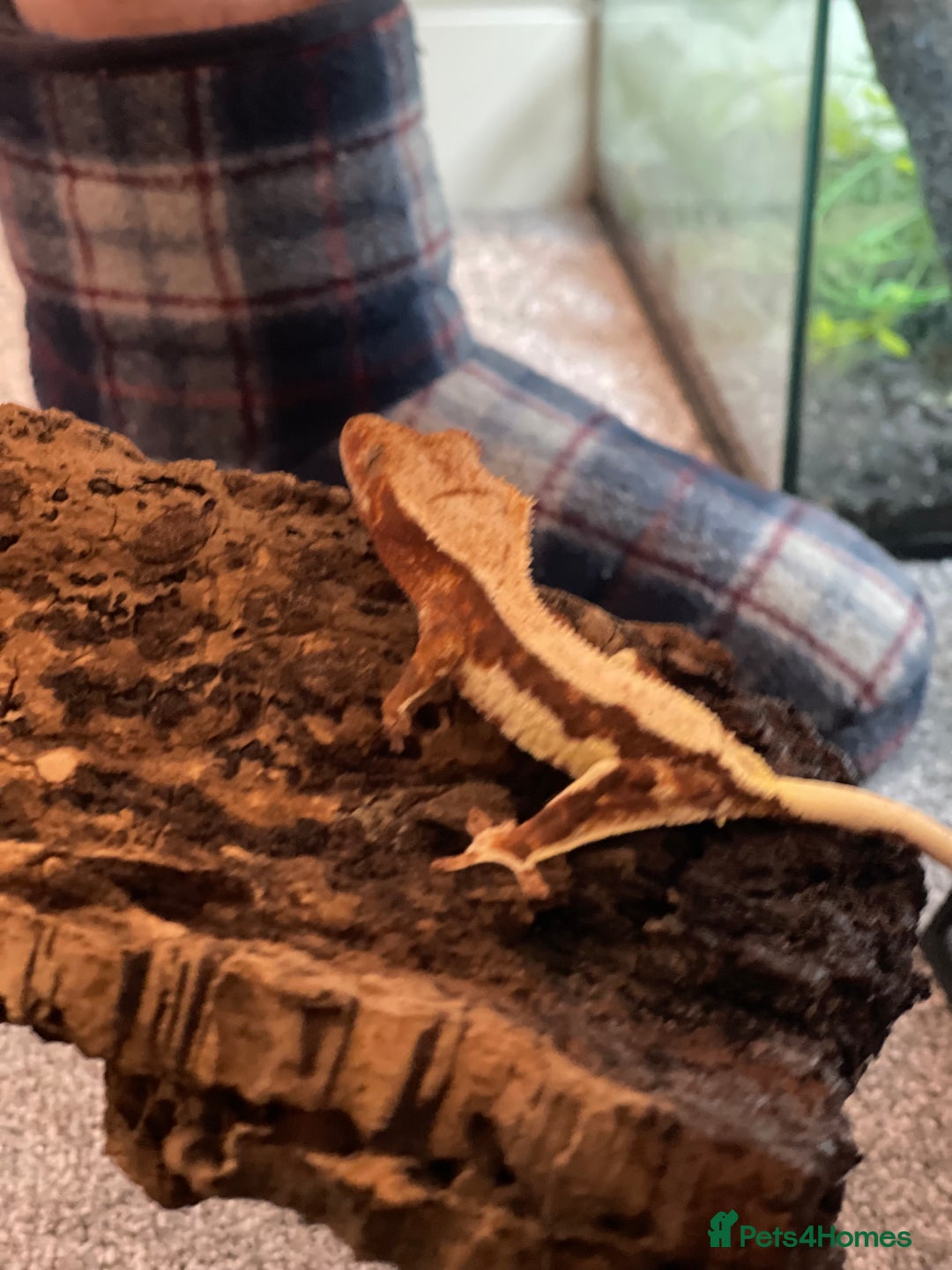 Gecko reptiles for sale: Crested Gecko - Advert 2